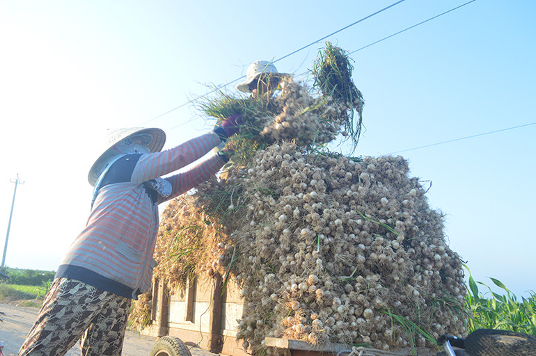 Trao chứng nhận đăng ký chỉ dẫn địa lý tỏi Lý Sơn -0