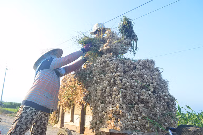 Trao chứng nhận đăng ký chỉ dẫn địa lý tỏi Lý Sơn -0