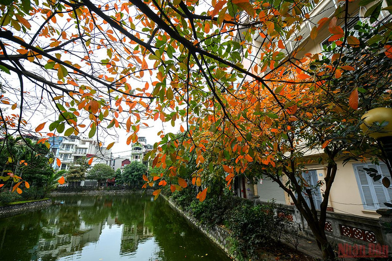 Hà Nội đẹp nao lòng mùa lá rụng tháng 3 -0
