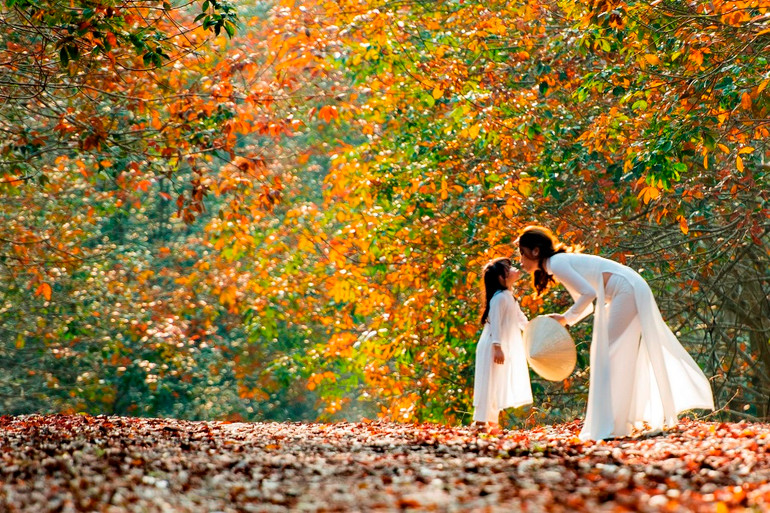 Trải nghiệm vẻ đẹp cao-su mùa thay lá ở Đồng Nai -1