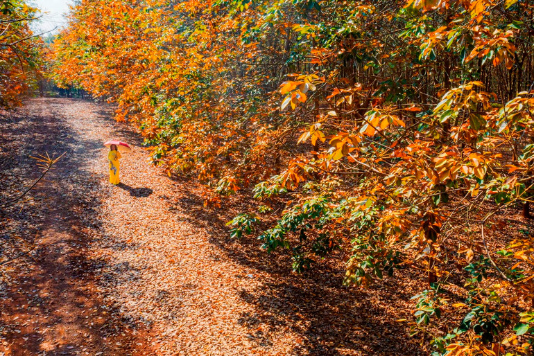 Trải nghiệm vẻ đẹp cao-su mùa thay lá ở Đồng Nai -1