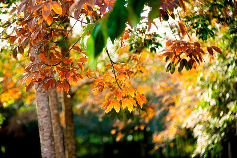 Trải nghiệm vẻ đẹp cao-su mùa thay lá ở Đồng Nai -0