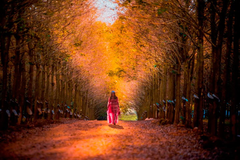 Trải nghiệm vẻ đẹp cao-su mùa thay lá ở Đồng Nai -1