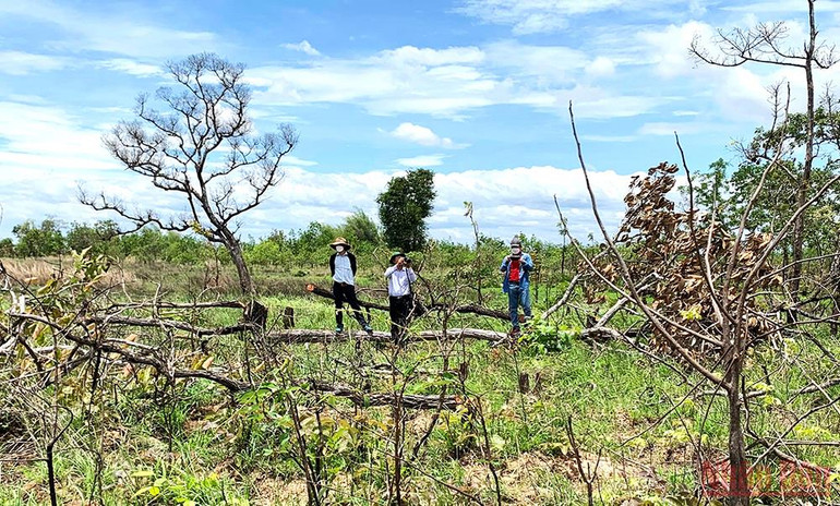 Bí thư Tỉnh ủy Đắk Lắk kiểm tra công tác điều tra vụ phá rừng quy mô lớn ở huyện Ea Súp -0