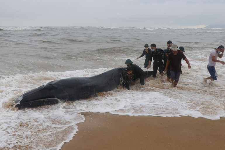 Cận cảnh giải cứu cá voi 3 tấn bị mắc cạn tại Thừa Thiên - Huế -0