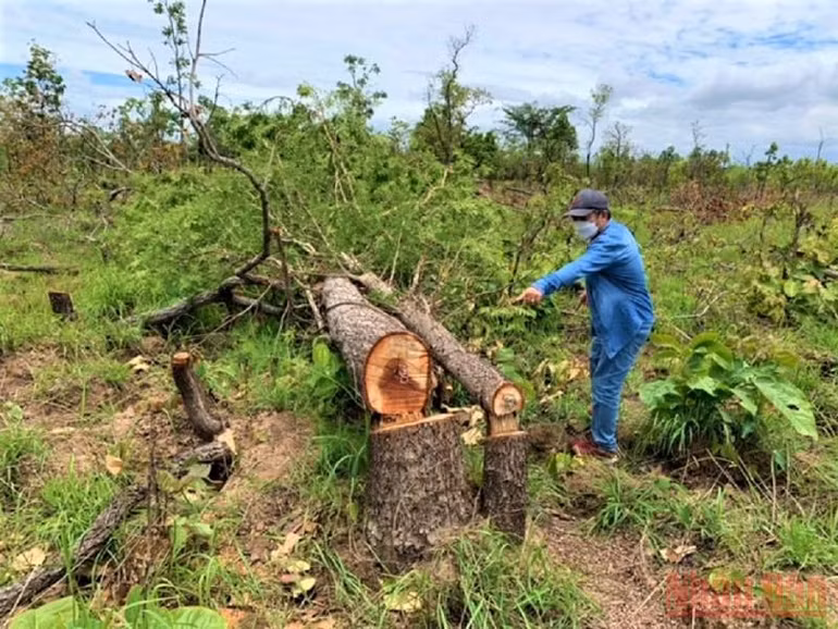 Phát hiện một vụ phá rừng nghiêm trọng ở Đắk Lắk -0
