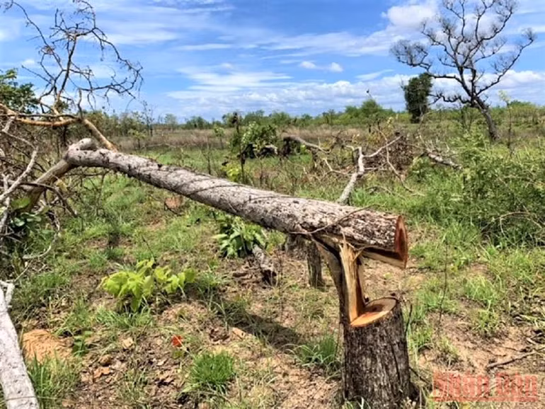 Phát hiện một vụ phá rừng nghiêm trọng ở Đắk Lắk -0