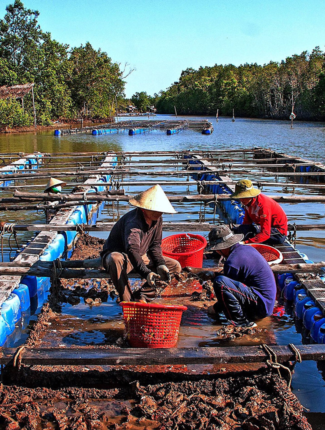 Các làng nghề truyền thống và nuôi thủy sản sẽ được ưu tiên đầu tư để phục vụ đề án “Làng Văn hóa-Du lịch Đất Mũi”. Cà Mau triển khai đề án “Làng Văn hóa Du lịch Đất Mũi” -0