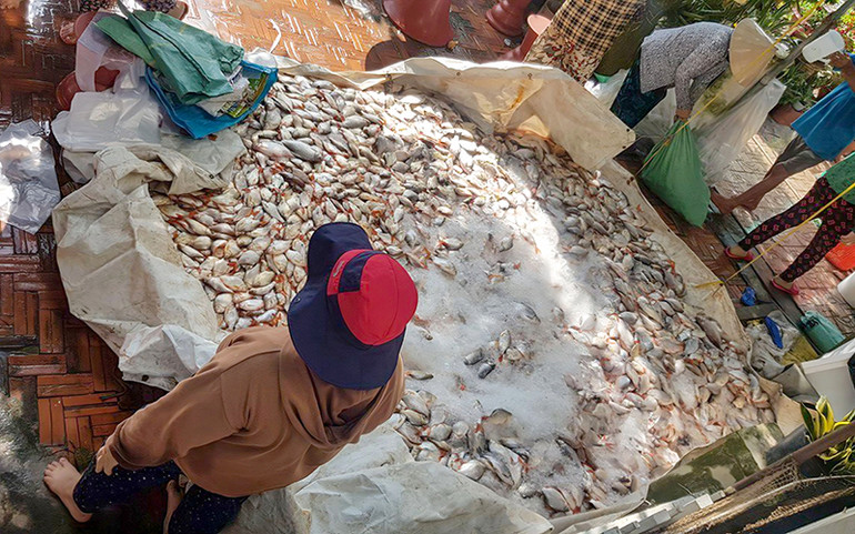 Hơn 449 tấn cá bè chết gây bất an cho người nuôi cá. Thiệt hại lớn vì cá nuôi bè chết bất thường -0