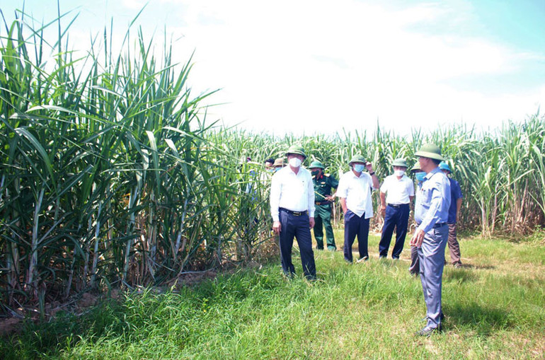 Giữ vững vùng xanh ở một vùng Trung du -0