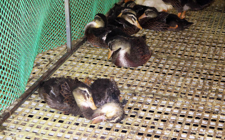 Đàn gia cầm của hộ chăn nuôi Phạm Thị Thủy bị chết do cúm H5N1. Tiêu hủy 1.700 con gia cầm do dịch cúm H5N1 ở Kon Tum -0