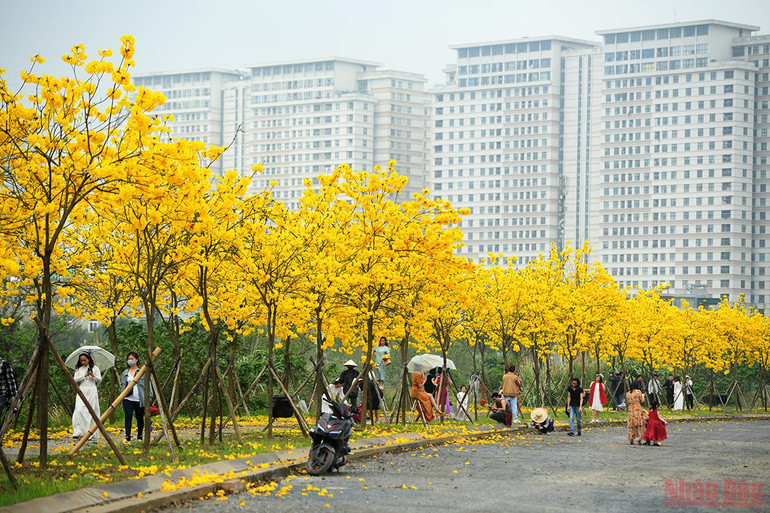 Hà Nội rực rỡ mùa hoa tháng 3 -0