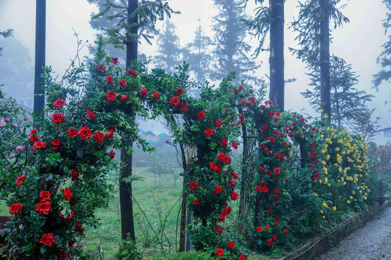 Vượt núi Fansipan, không chỉ là giải chạy -0