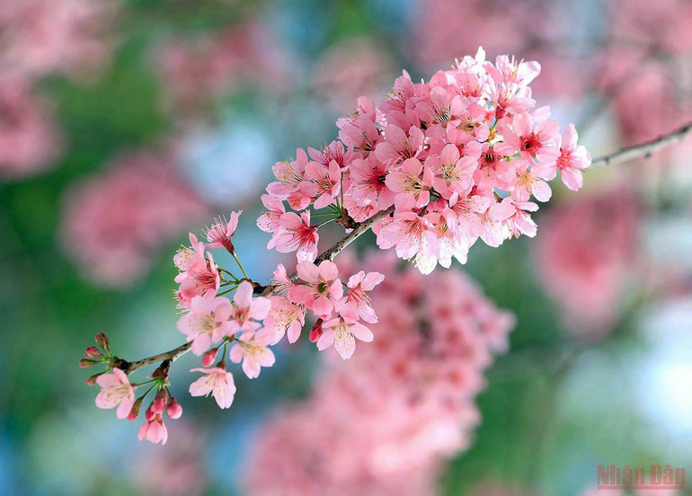 Đà Lạt nồng nàn sắc xuân -0