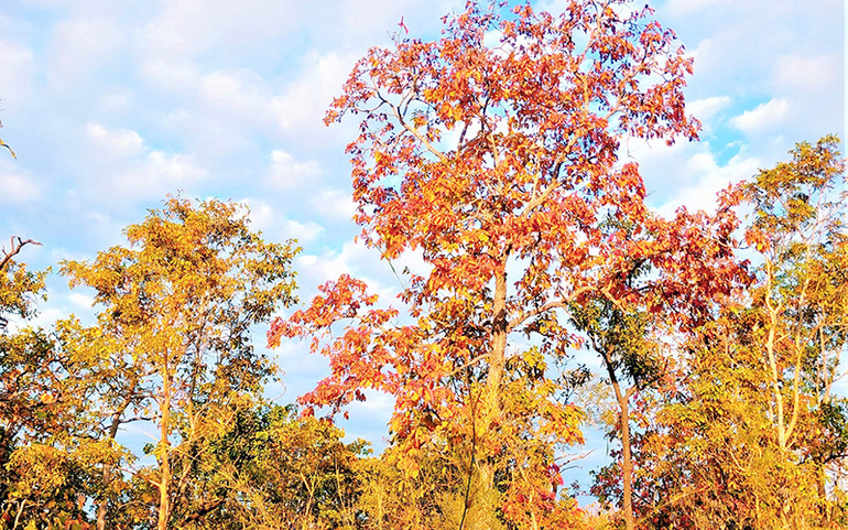 Mê hoặc rừng khộp mùa thay lá -0