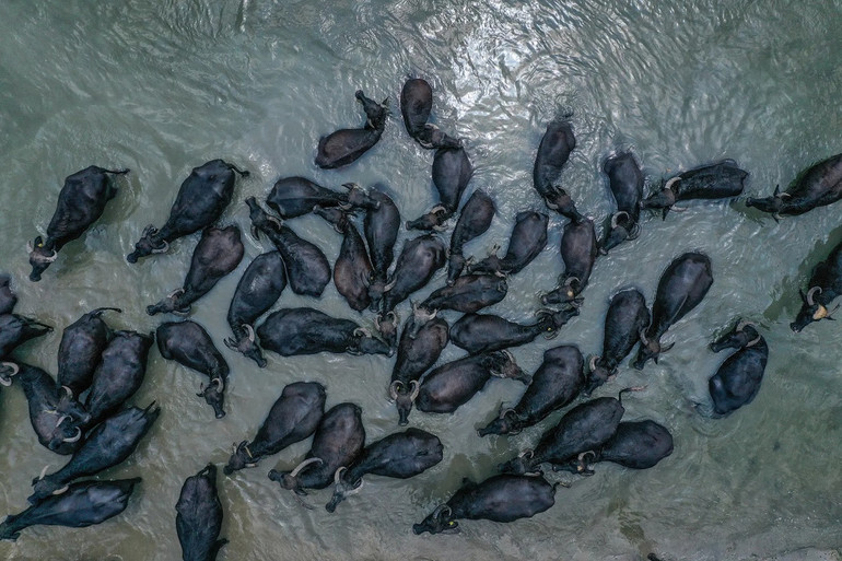 Ấn tượng động vật hoang dã qua lăng kính nhiếp ảnh -0