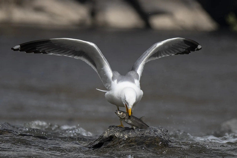 Ấn tượng động vật hoang dã qua lăng kính nhiếp ảnh -0
