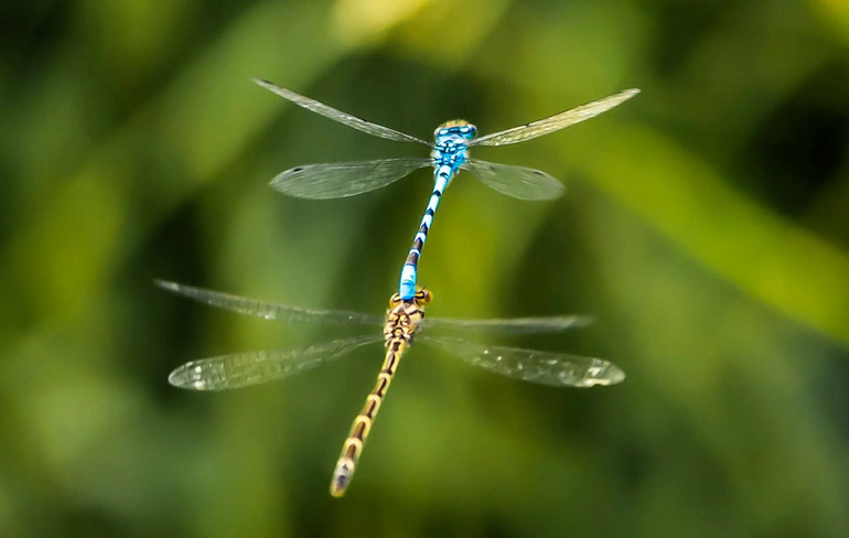 Ấn tượng động vật hoang dã qua lăng kính nhiếp ảnh -0