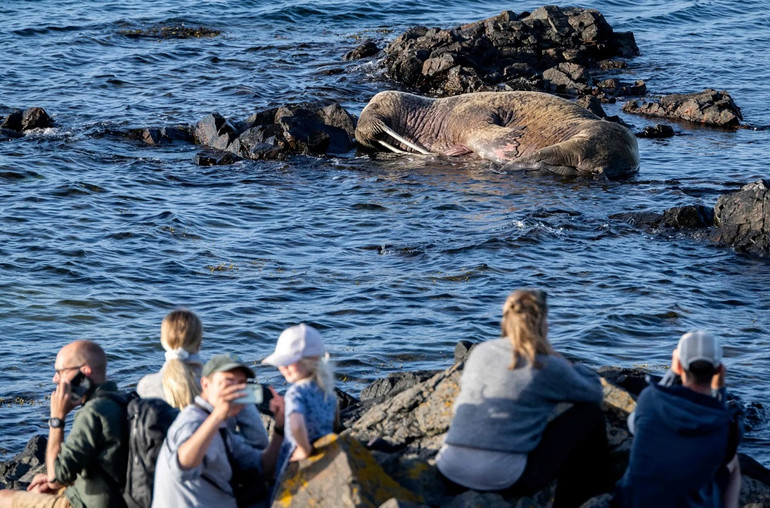 Ấn tượng động vật hoang dã qua lăng kính nhiếp ảnh -0