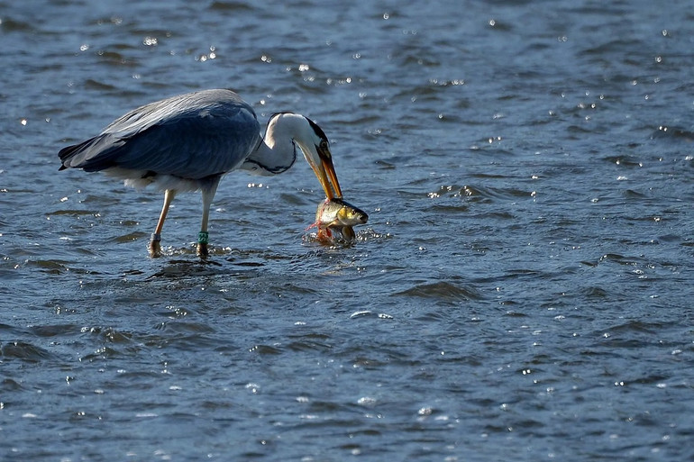 Ấn tượng động vật hoang dã qua lăng kính nhiếp ảnh -0