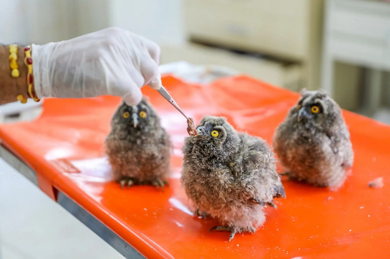 Ấn tượng động vật hoang dã qua lăng kính nhiếp ảnh -0