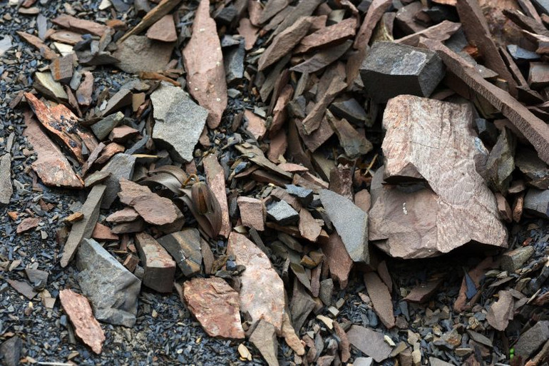 Phát hiện loài cây tiến hóa để tránh con người hái lượm -0