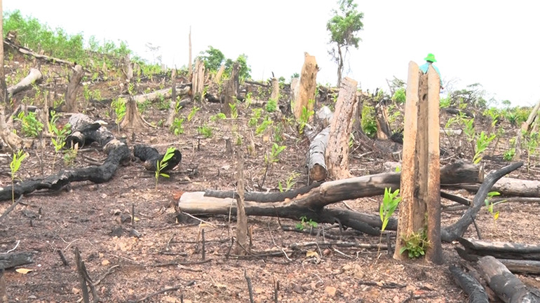Phát hiện thêm nhiều diện tích rừng tự nhiên tại Phú Yên bị tàn phá nghiêm trọng -0