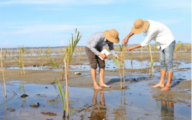 Chăm sóc cây trồng trên đất ngập mặn tại vùng ven biển tỉnh Thừa Thiên Huế. (Ảnh: TTXVN) Bảo vệ và phát bền vững rừng ven biển -0
