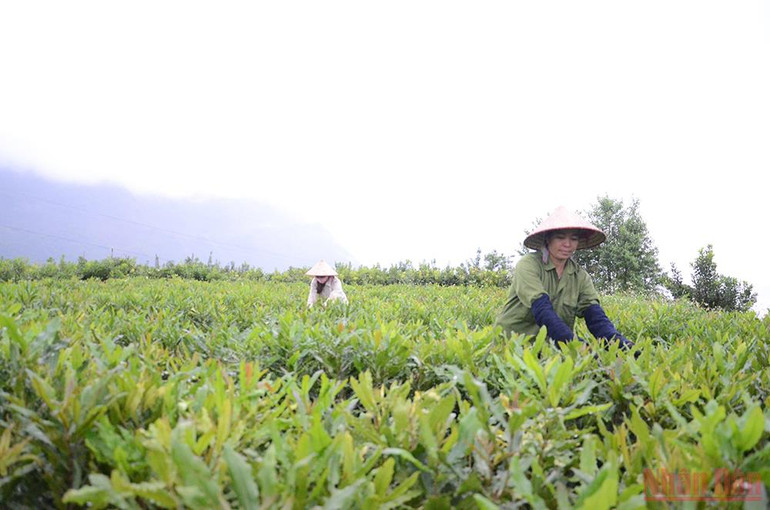 Bài 2: Phát triển bền vững, đúng quy hoạch -0