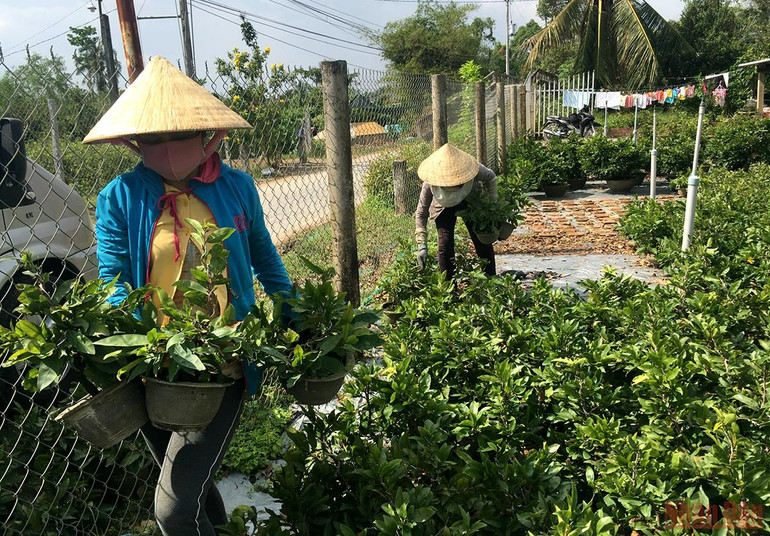 Làng hoa, cây cảnh Bến Tre tất bật sản xuất phục vụ thị trường Tết -0