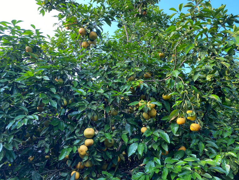 Chuyện “giải cứu” quýt và nghịch lý ở Quỳ Hợp -0