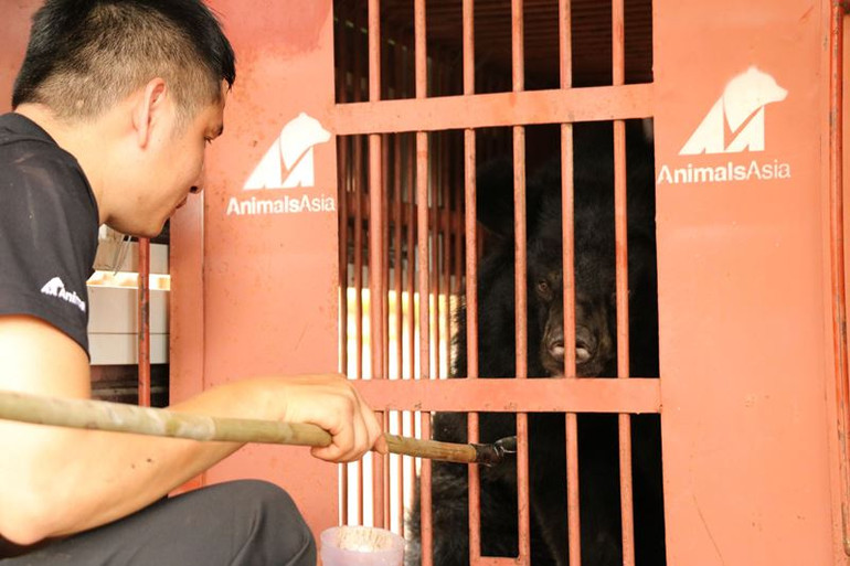 Cứu hộ gấu ngựa nuôi nhốt cuối cùng tại Gia Lai -0