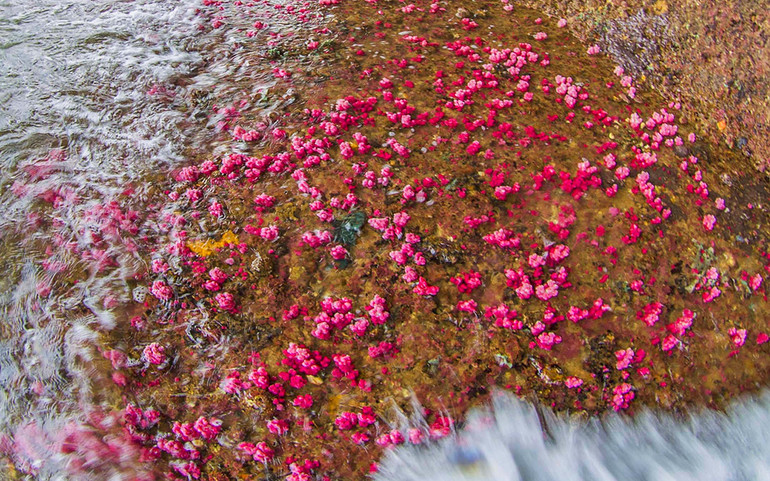 Chiêm ngưỡng san hô hồi sinh trong lòng di sản Vịnh Hạ Long -0