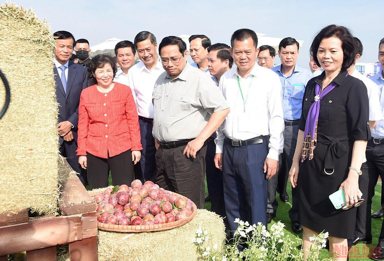 Thủ tướng Phạm Minh Chính xem sản phẩm nông nghiệp tại Lễ khởi công dự án “Tổ hợp thiên đường sữa Mộc Châu”. Thủ tướng Phạm Minh Chính dự Lễ khởi công dự án “Tổ hợp Thiên đường sữa Mộc Châu” -0