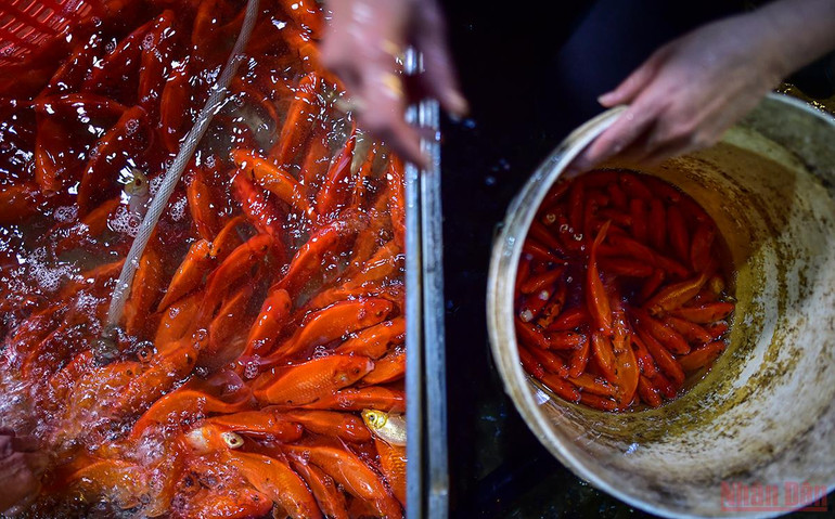 Chợ cá Yên Sở tấp nập, ngập sắc đỏ vàng Tết ông Công ông Táo -0