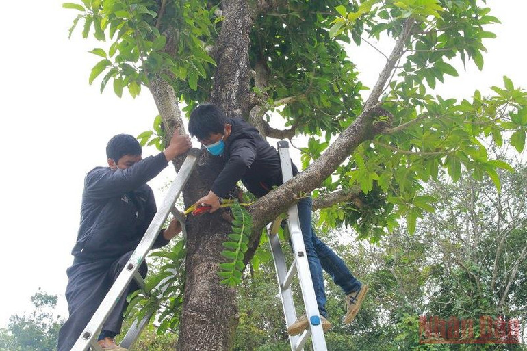 Những người yêu lan Sơn La tổ chức tặng và ghép những dòng lan quý quanh khu di tích. Ghép 50 giò lan quý quanh khu di tích lịch sử rừng Tướng Giáp -0