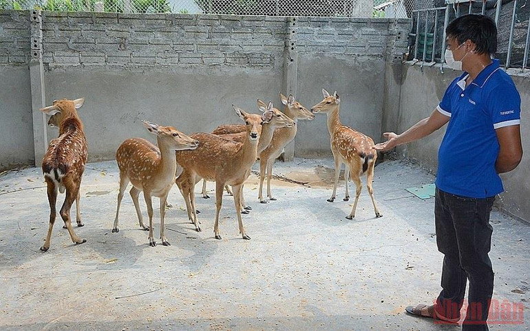 Nhân rộng mô hình thanh niên khởi nghiệp ở Yên Bái -0