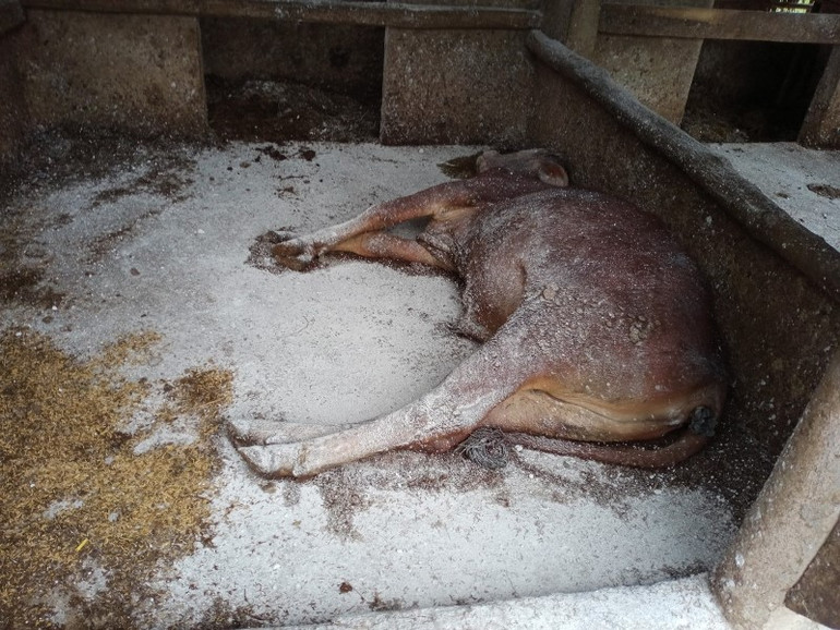 Dịch viêm da nổi cục ở trâu, bò diễn biến phức tạp tại Hà Tĩnh -0