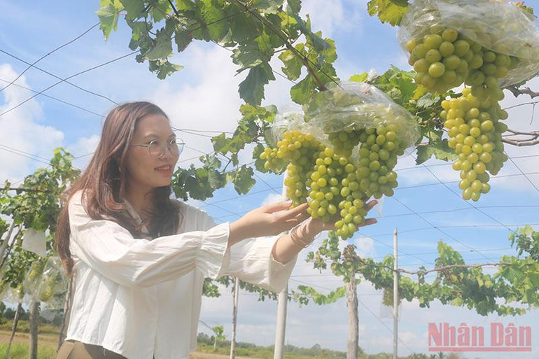 Du khách Lư Thị Hồng Phương, xã Long Vĩnh, huyện Duyên Hải thích thú với những chùm nho xanh trĩu quả. Trà Vinh ra mắt mô hình trồng nho ăn tươi an toàn -0