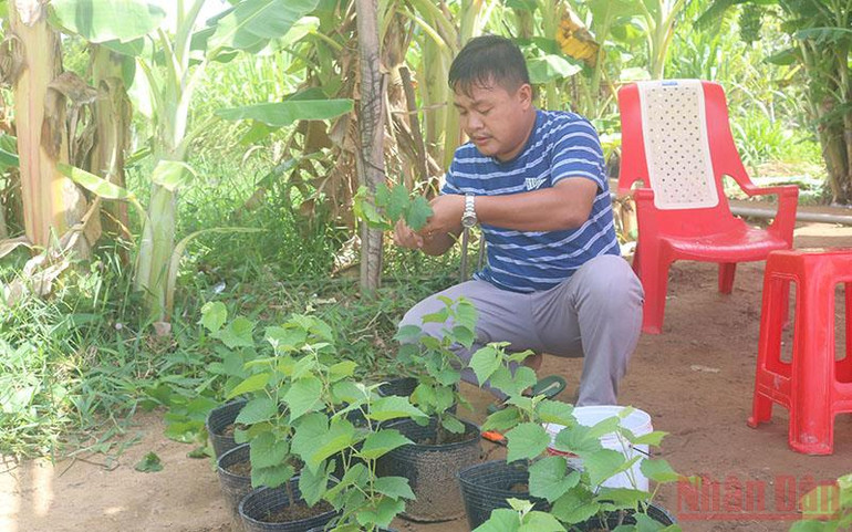Anh Lâm Nhật Thanh chiết ghép nhánh nho xanh để bán cây giống. Trà Vinh ra mắt mô hình trồng nho ăn tươi an toàn -0