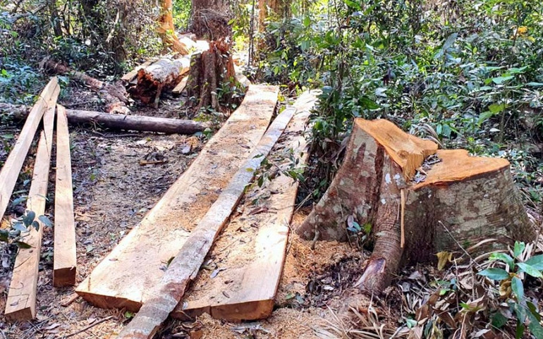 Khẩn trương điều tra và xử lý nghiêm vụ phá rừng bạch tùng cổ thụ -0