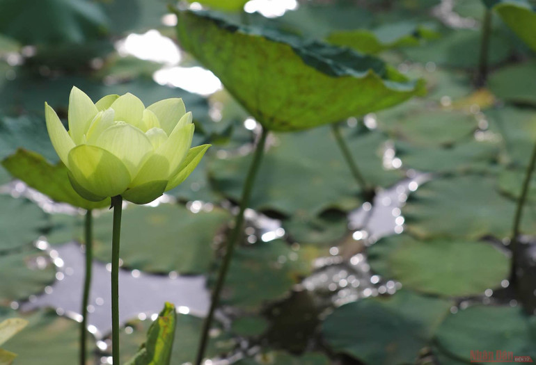 15_hoa_sen_ha_noi-1625144277359.jpeg