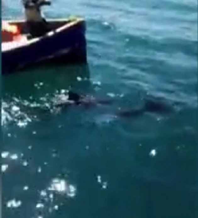 Cá heo mẹ sắp chết cố gắng cứu con khỏi đám dầu loang ở Mauritius -0