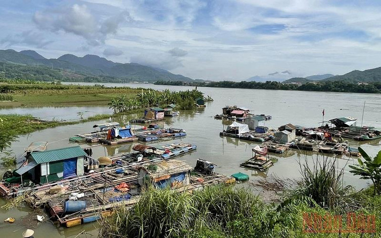 Lồng cá nuôi tự phát của các hộ dân tại phường Thịnh Lang đã được đưa vào nơi trú ẩn an toàn trước khi Nhà máy thủy điện Hòa Bình xả lũ. Người dân làng chài chủ động cuộc sống khi Nhà máy thủy điện xả lũ -0