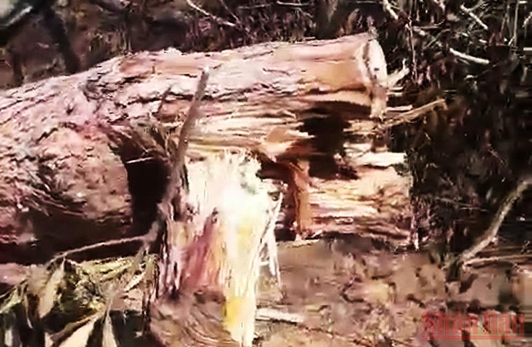 Lực lượng bảo vệ rừng… phá rừng?! -0