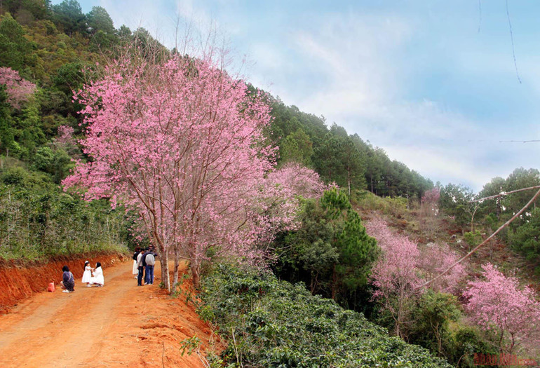 Sắc hồng giữa cao nguyên Lang Biang -3