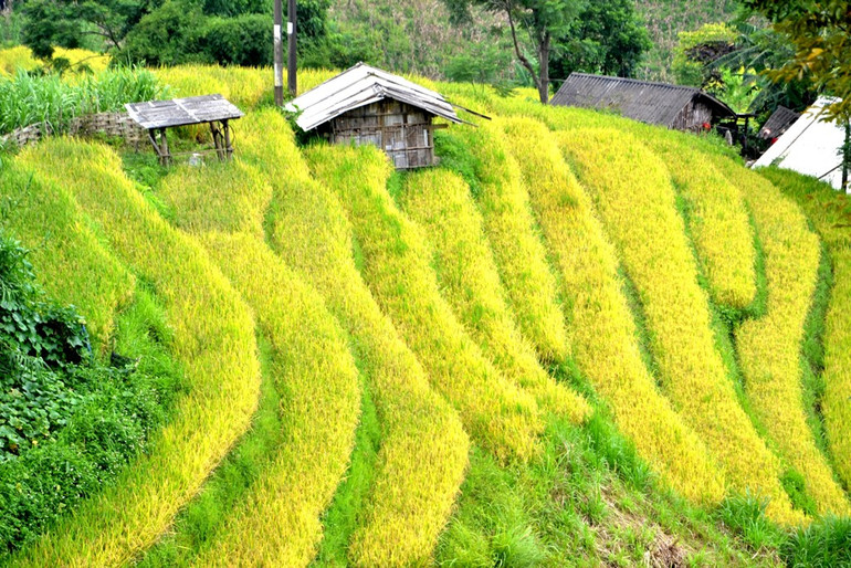 Mùa vàng trên rẻo cao -6