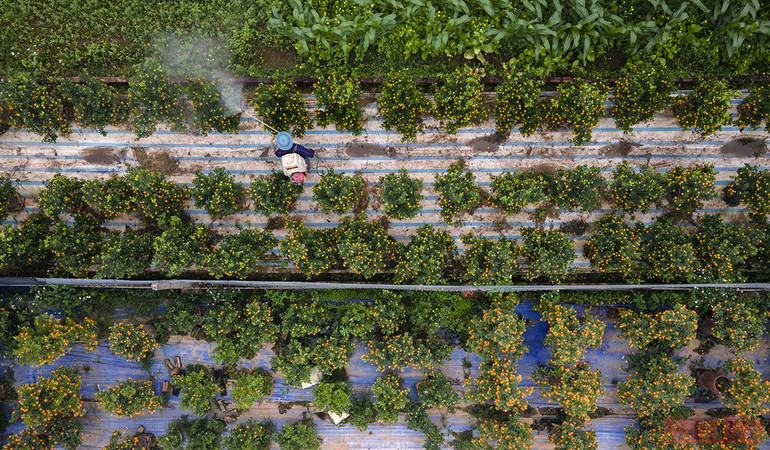 Độc đáo những mẫu quất cảnh “trình làng” trong dịp Tết Nhâm Dần 2022 -0