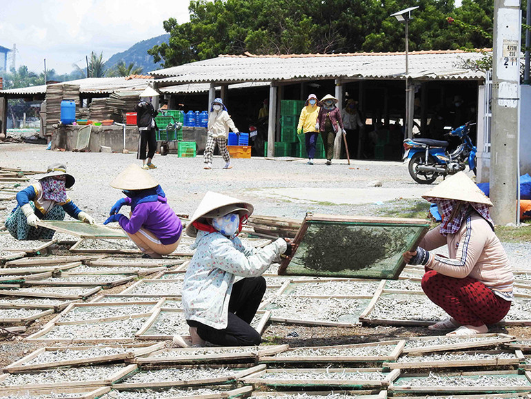 Nhộn nhịp nghề hấp cá ở Ninh Thuận -0