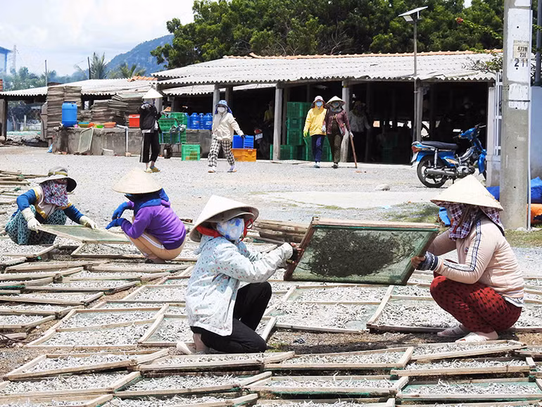 Nhộn nhịp nghề hấp cá ở Ninh Thuận -0